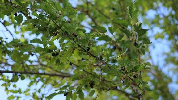 黑桑葚在树上成熟