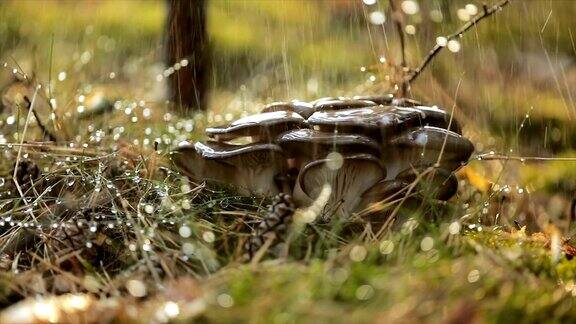 雨中阳光明媚的森林里的蘑菇