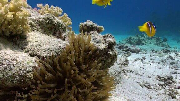 海葵和小丑鱼的背景水下沙底在红海