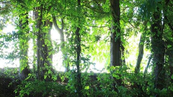 清新的微风吹拂着日本森林里新鲜的绿叶