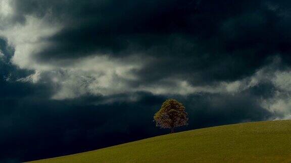 草原山地平线单棵树的建立拍摄背景为浮云