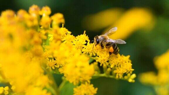 阳光明媚的夏日里勤劳的小蜜蜂在采集花粉