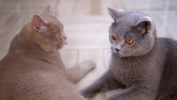两只美丽的灰色英国猫在地板上玩球好玩的、活跃的宠物