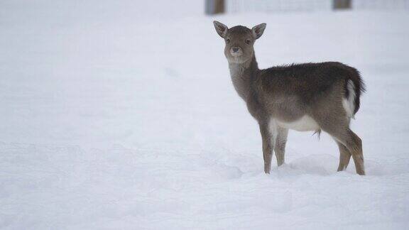 雪地里的小鹿
