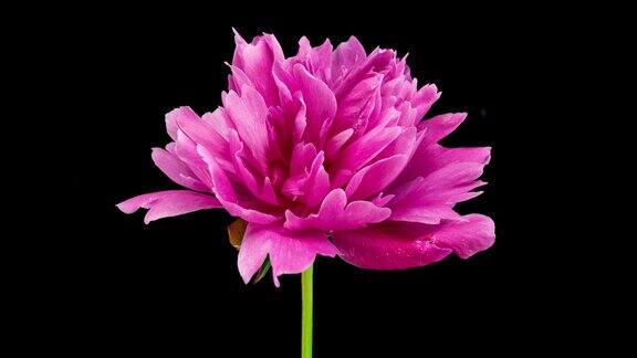 粉色牡丹花在黑色背景上绽放特写情人节母亲节节日爱情生日背景设计4K超高清视频延时播放