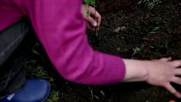 女人给新鲜种植的蓝莓添加了不同的土壤