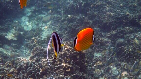 水下视频对黄黑帽蝴蝶鱼和长鳍旗鱼鱼游泳在热带珊瑚礁浮潜活动潜水概念野生动物深海