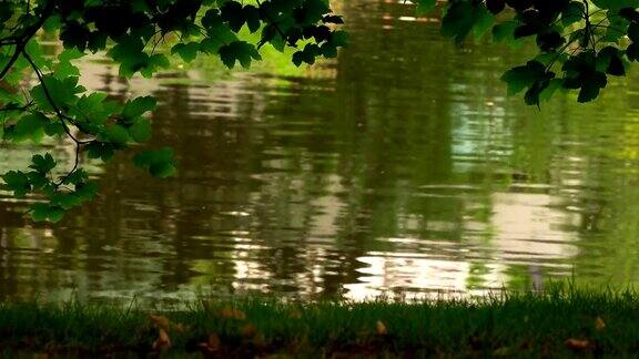 大自然中的绿色湖水