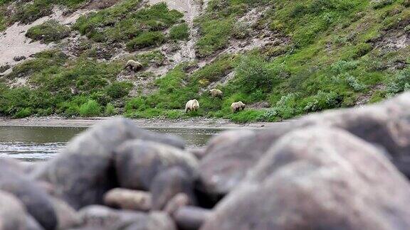 河上的熊和小熊