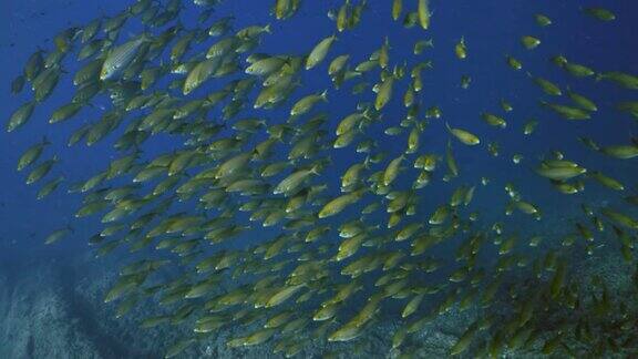地中海的巨型鱼群水下拍摄