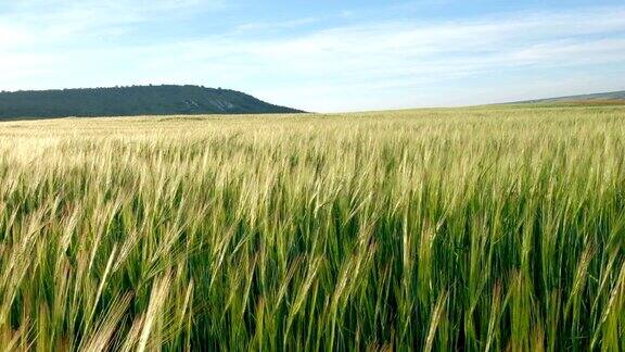 绿黑麦或麦田近距离观察面包玉米或绿小麦穗美丽的景观