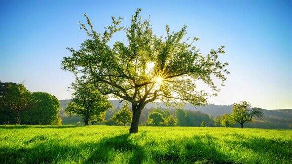 阳光明媚一颗大树在草地矗立