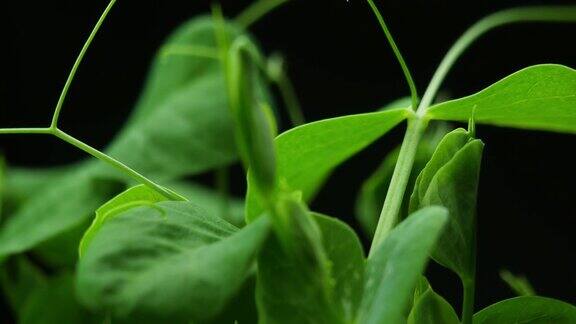 在温室农业中春播期发芽的新生豌豆植株
