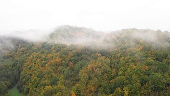 美丽的秋天的森林