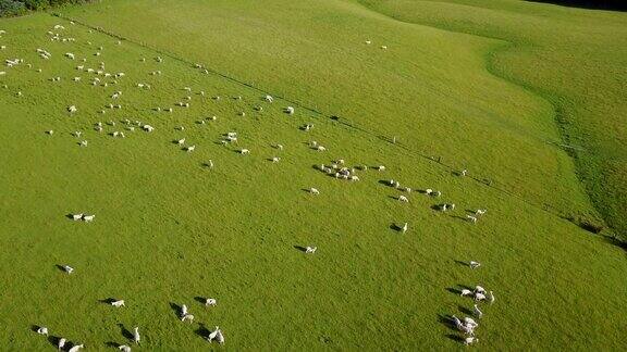 鸟瞰图农场羊在绿色草地上吃草