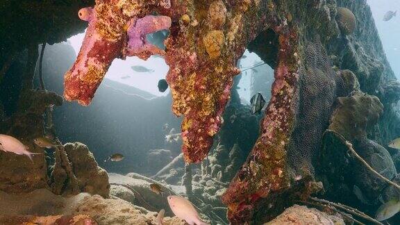 在加勒比海珊瑚礁的绿松石水沉船库拉索岛与蝴蝶鱼和阳光