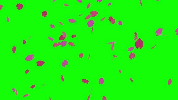 简单的樱花花瓣飘落绿色背景动画视频