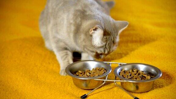 猫有猫粮