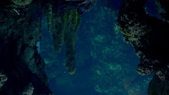 热那亚水族馆海豹在水下游泳
