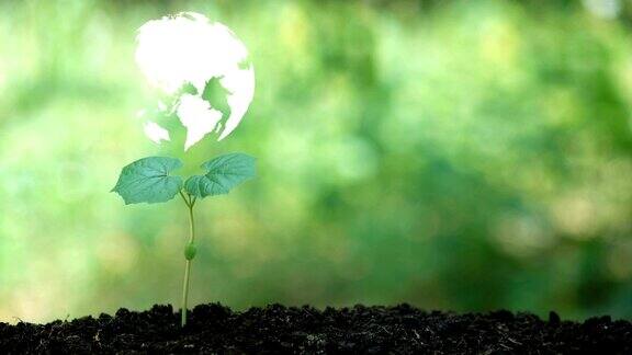 种植一棵树与地球旋转全息图拯救地球与自然清洁生态于自然