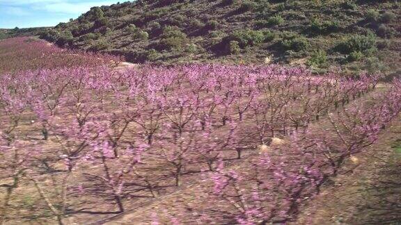 桃树开花的航拍视频