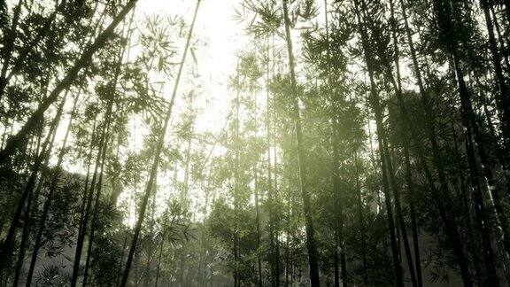 马来西亚热带雨林中的竹子景观