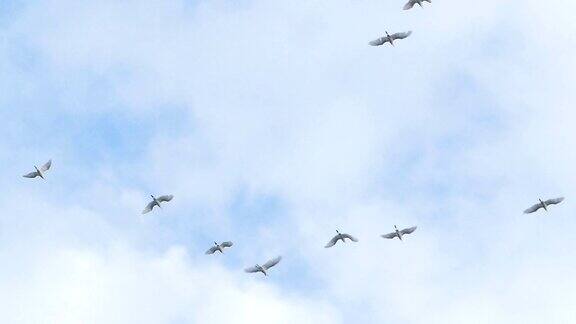 白鹭在蓝天飞翔慢镜头