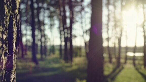 树林里灿烂的阳光