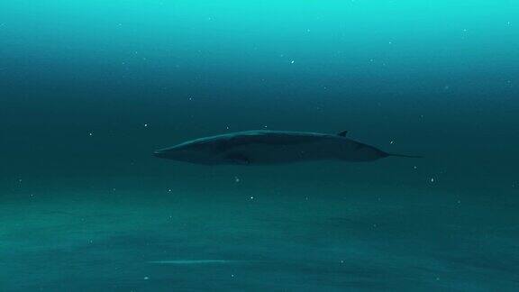 鲸鱼在深蓝色的海水中游泳的特写