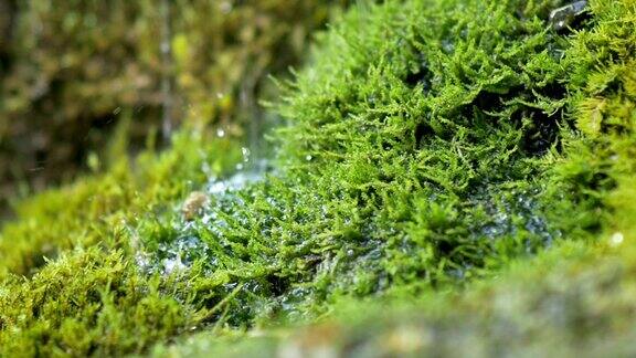 泉水在苔藓上缓缓流淌