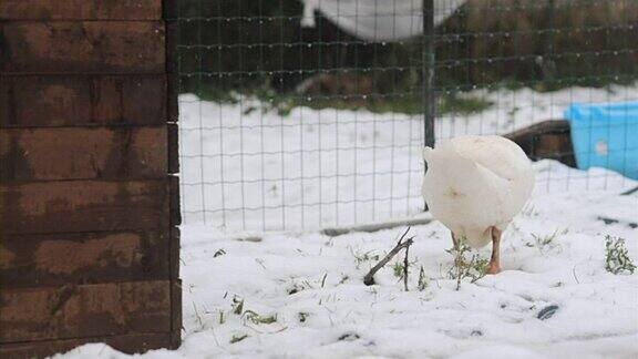 鹅在雪地上吃草