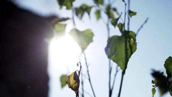 阳光透过树叶照进来