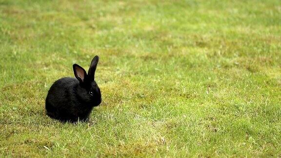 黑兔子在绿草地上
