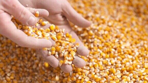 农民双手展示刚收获的玉米农业、玉米收获