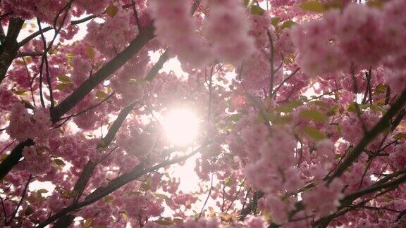 春天阳光明媚的日子里明亮的樱花盛开