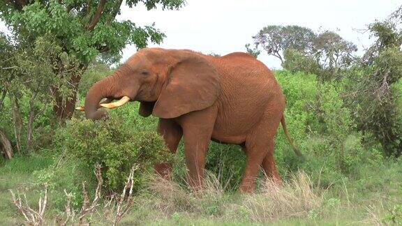 肯尼亚大草原野生大象