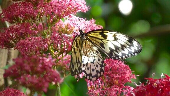 蝴蝶在花上的慢动作镜头