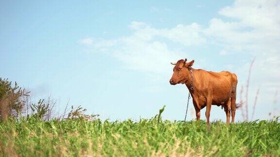 牧场上的棕色奶牛用来做奶酪的牛奶养牛做牛肉儿童高钙牛奶