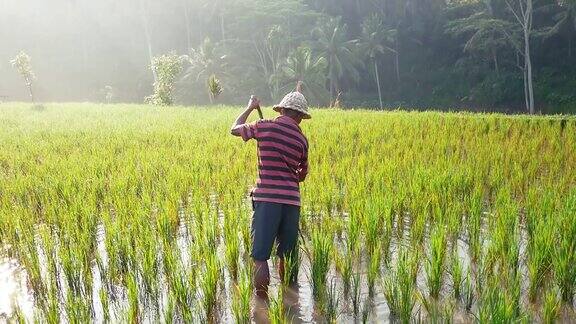 在印度尼西亚巴厘岛的稻田里劳作的农民