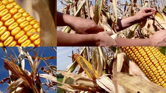 玉米地中的玉米穗轴