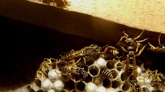 10只黄蜂近距离聚集
