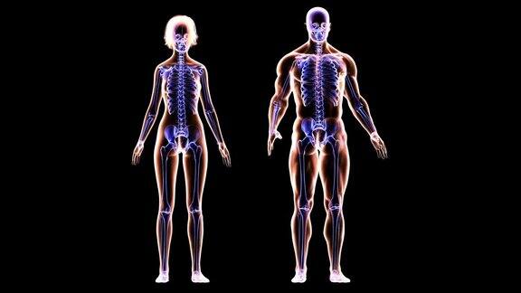 健美夫妇的骨骼和肌肉系统