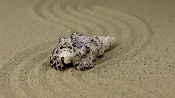 一个美丽的贝壳躺在沙滩上