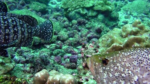 鲷鱼的慢动作群在水下的海洋生物