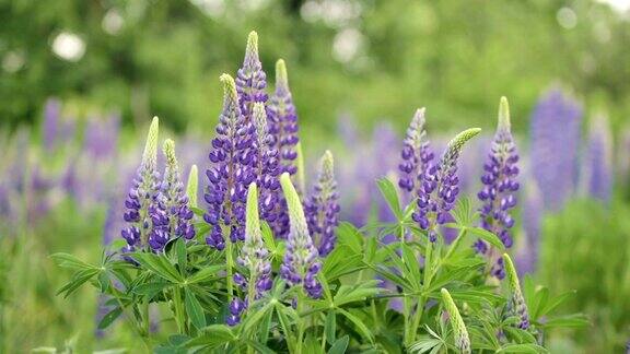 美丽的蓝、紫羽扇豆伫立在田野上随风飘动