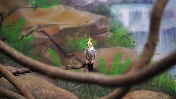 美丽的鹦鹉坐在围栏的树枝上可爱的科雷拉鸟在动物园