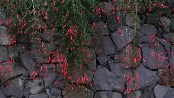 红色的花和石墙