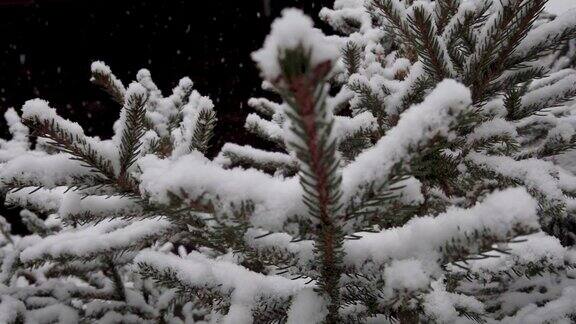 大雪大片雪花落在云杉的树枝上