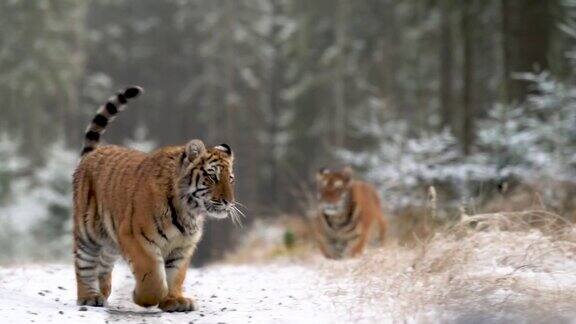 两只老虎在雪林里走慢动作记录