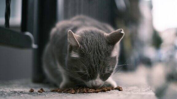 流浪猫吃食物
